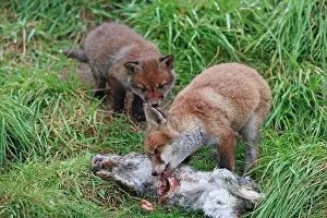Rabbits: Red Fox - cubs feeding on rabbit