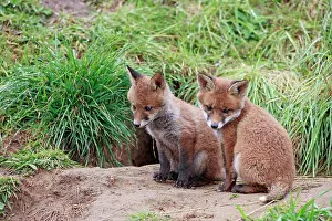 Dens: Red Fox - cubs outside earth