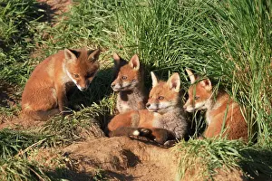 Litters: Red Fox - cubs outside earth