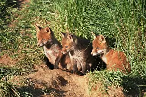 Dens: Red Fox - cubs outside earth