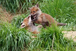 Biting: Red Fox - cubs playing near earth