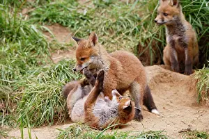 Biting: Red Fox - cubs playing near earth