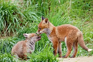 Submissive: Red Fox - cubs playing near earth