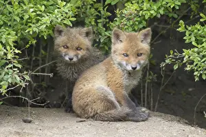 171017: Red fox - cubs in spring - Germany