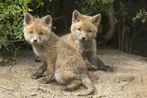 171017: Red fox - cubs in spring - Germany