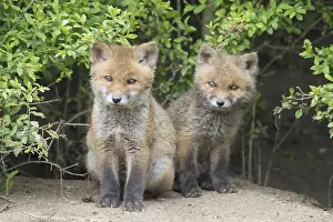 171017: Red fox - cubs in spring - Germany