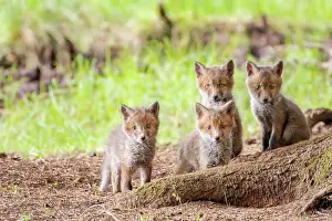 Foxs: Four red fox cubs (Vulpes vulpes) in front of the