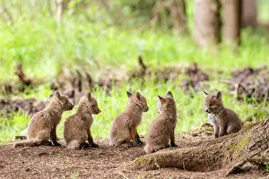 Foxs: Five red fox cubs (Vulpes vulpes) in front of the