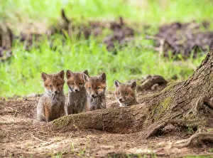 Foxs: Four red fox cubs (Vulpes vulpes) in front of the