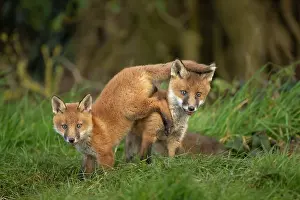 Exploring: Red fox cubs (Vulpes vulpes) exploring from the