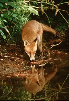 Elizabeth Bomford: RED FOX - drinking at riverbank