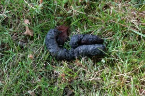 Foxs: Red Fox - droppings