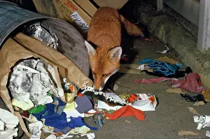 Stealing: RED FOX - at dustbin