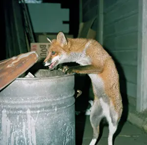 Stealing: Red FOX - at dustbin
