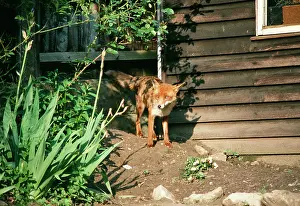 Suburban: Red Fox - On earth in suburban garden