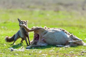 Environments: Red fox eating a Sheep - PN Cabaeros Spain
