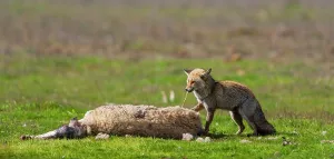 Swallowing: Red fox eating a Sheep - PN Cabaeros Spain