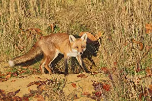 Red Fox - at entrance to earth in afternoon sun