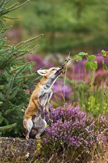 Blackberries: Red Fox - feeding on blackberries - controlled conditions