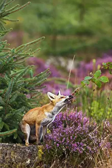 Blackberries: Red Fox - feeding on blackberries - controlled conditions