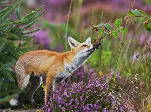 Brian Bevan: Red Fox - feeding on blackberries - controlled conditions
