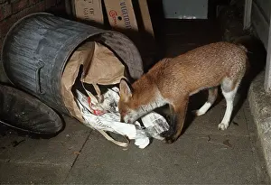 Refuse: Red FOX - feeding at overturned dustbin