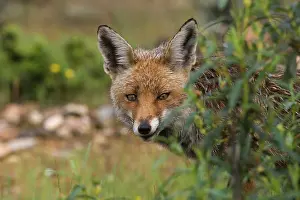 Rainstorm: Red Fox - female, still wet after rainstorm, April