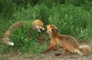 Dominance: Red Fox - two fighting