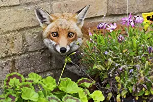 Patio: Red Fox - behind flowers on garden patio