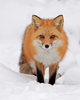 Searching: Red fox foraging in winter, Colorado, United States
