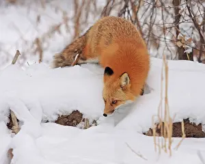 Searching: Red fox foraging in winter, Colorado, United States