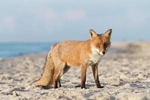 Pomerania: Red Fox - fox at the beach - Germany