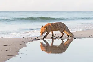 Pomerania: Red Fox - fox at the beach - Germany