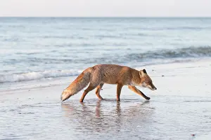 Pomerania: Red Fox - fox at the beach - Germany