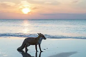 Pomerania: Red Fox - fox at the beach - Germany
