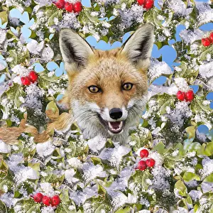 Borders: Red Fox In frozen holly with berries