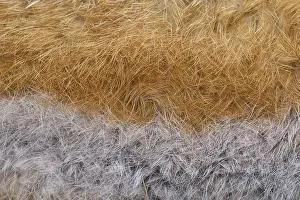 Abstracts: Red Fox - fur - Germany