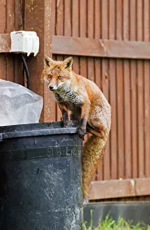 Dustbin: Red Fox - in back garden on top of dustbin