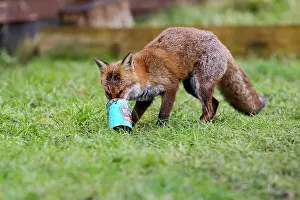 Dustbin: Red Fox - in back garden with can from dustbin