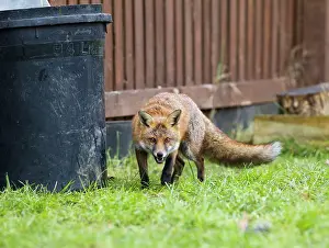 Dustbin: Red Fox - in back garden near dustbin