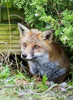 Patio: Red Fox - in back garden under patio