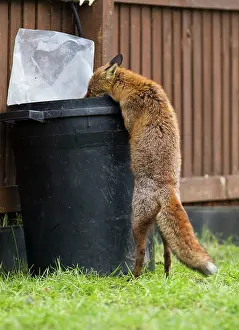 Dustbin: Red Fox - in back garden scavenging from dustbin