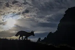 Vanoise: Red fox on the grass in a french alps mountain