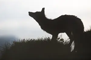 Vanoise: Red fox on the grass in a french alps mountain