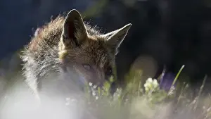 Vanoise: Red fox on the grass in a french alps mountain