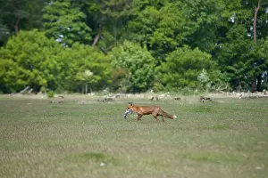 Heaths: Red Fox - With Grey Squirrel kill, running back to den