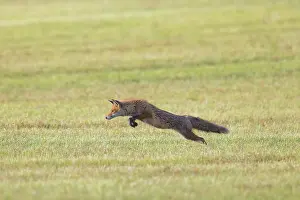 Hunt: Red Fox hunting