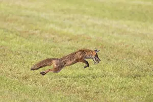 Hunt: Red Fox hunting