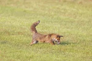Hunt: Red Fox hunting