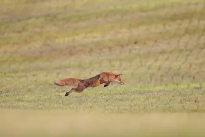 Hunt: Red Fox hunting